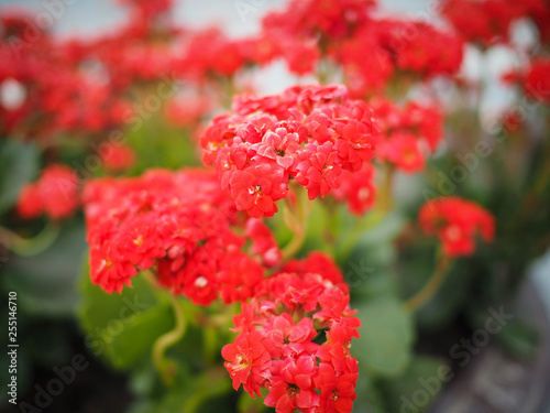 Red Flowers in garden