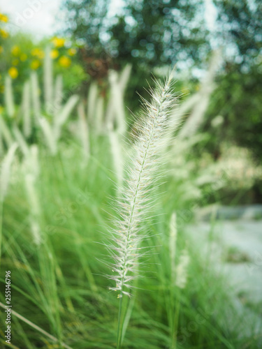 Grass flowers in the garden