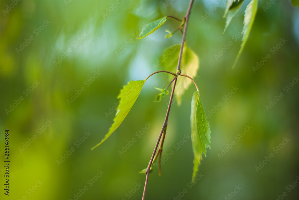 A blooming birch branches in the sunny spring day