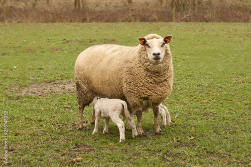 Ewe suckles lambs in the meadow in Spring