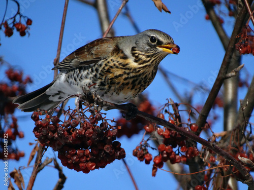 fieldfare