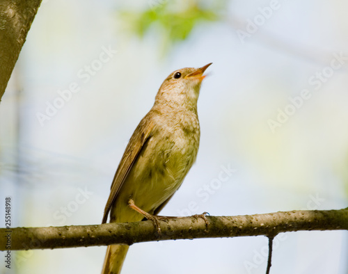 nightingale