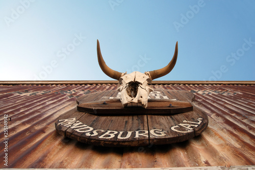 texas longhorn skull on corrigated metal sheet photo