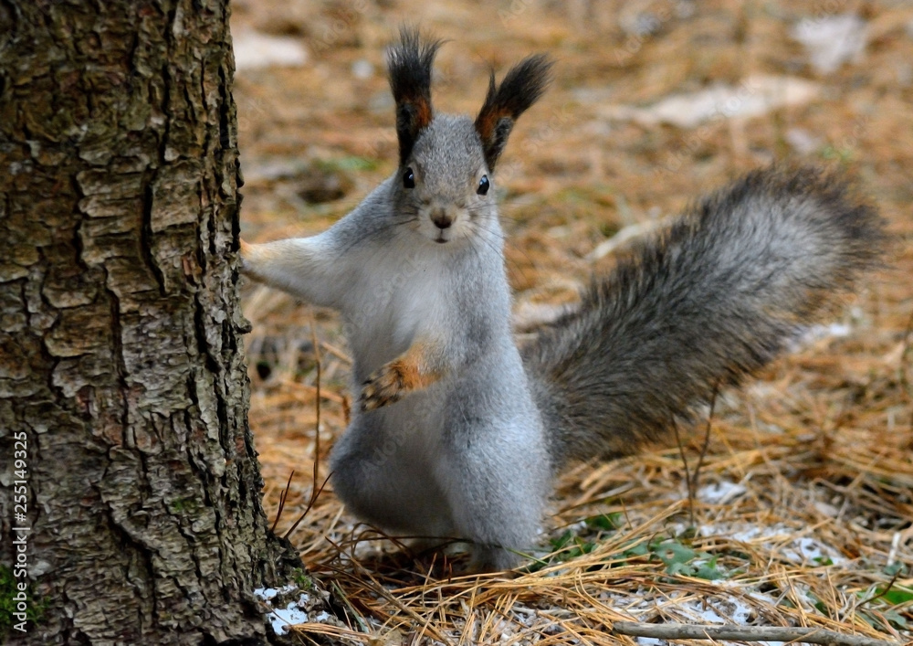 Fototapeta premium squirrel