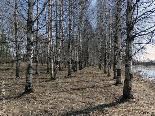 birch grove