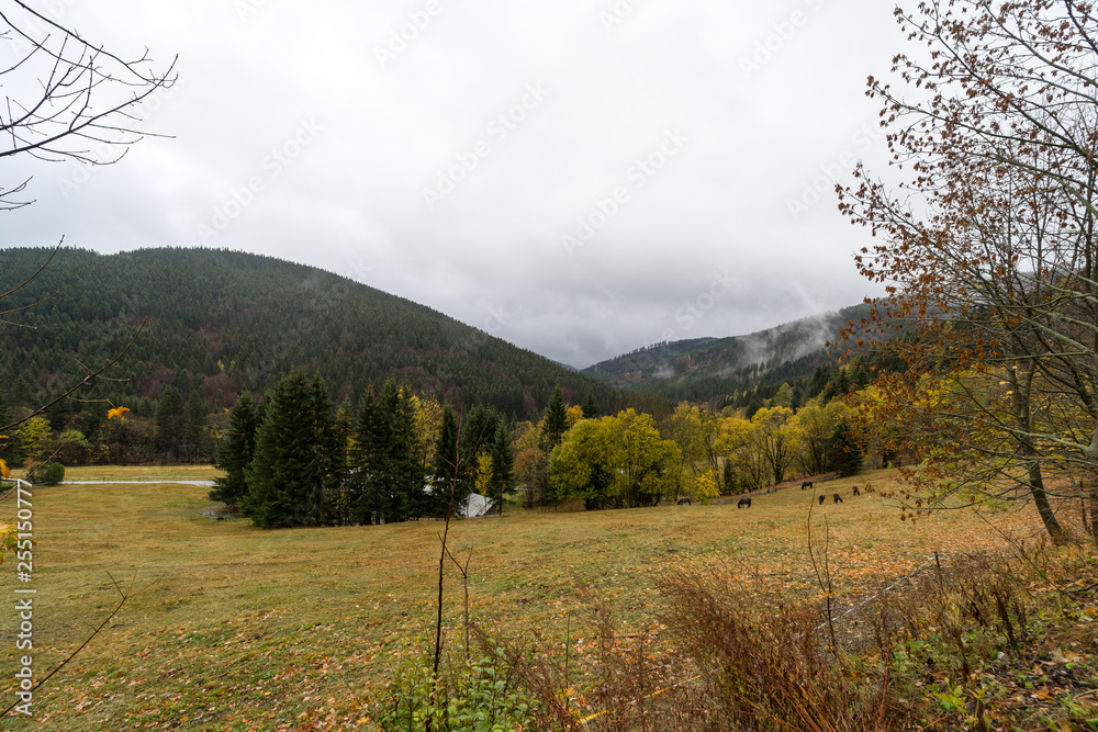 Autumn forest on the slopes of the Krkonose Mountains (Giant Mountains). Czech Republic.
