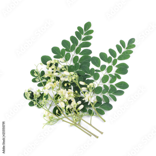 Moringa leaves and flowers isolated on white background, Thai herbs have medicinal properties. photo