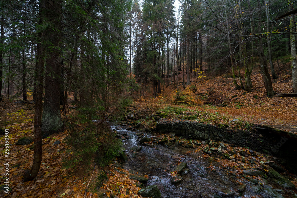 A small river in the autumn forest on the slopes of the Krkonose Mountains (Giant Mountains). Czech Republic. A small river in the autumn forest on the slopes of the Krkonose Mountains (Giant Mountains). Czech Republic.