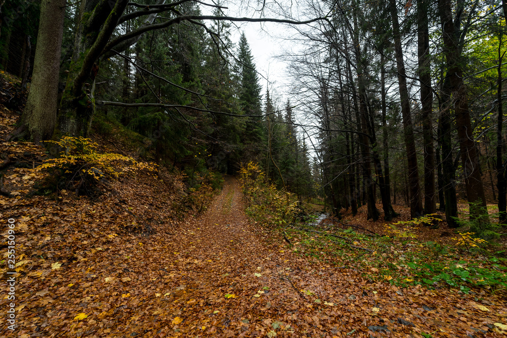 Hiking trail in the autumn forest on the slopes of the Krkonose Mountains (Giant Mountains). Czech Republic.