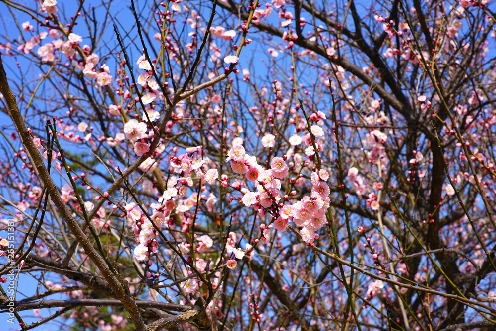 Pink flower blooms of the Japanese ume apricot tree, prunus mume, in winter in Miyajama, Japan Pink flower blooms of the Japanese ume apricot tree, prunus mume, in winter in Miyajama, Japan