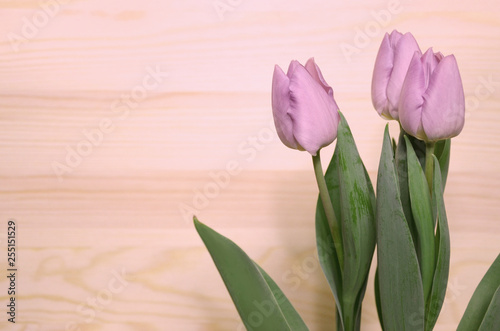 Purple-pink tulips on wooden background.