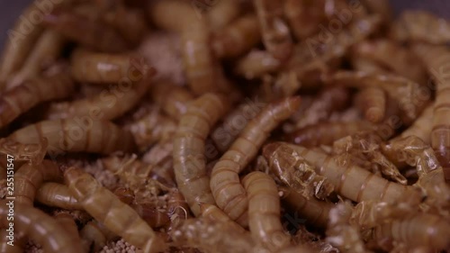 Macro shot mealworms with shedding photo