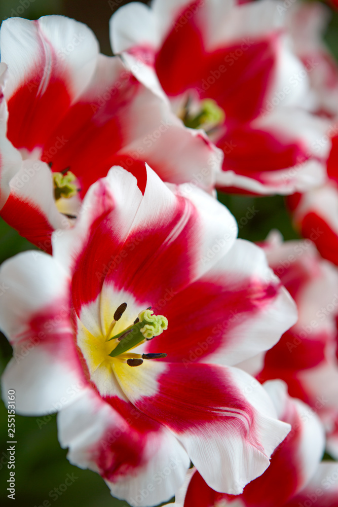 Close-up of closely bundled white-pink tulips. Easter background.