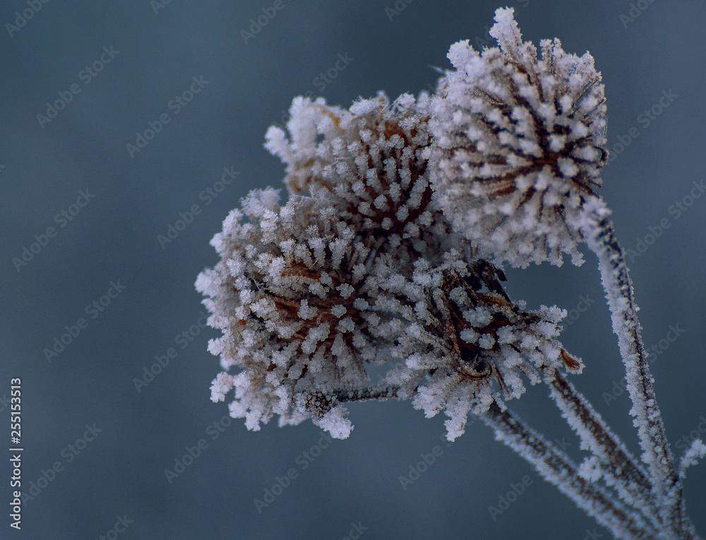 Obraz premium Frosen nature