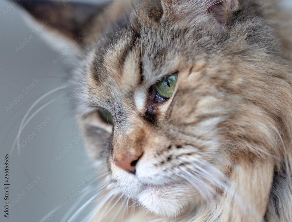 Maine Coon Portrait Maine Coon Portrait