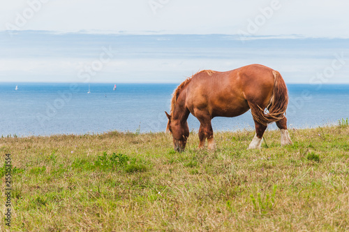 Horse grazing grass at Pointe Saint-Mathieu in Plougonvelin in Finistere photo