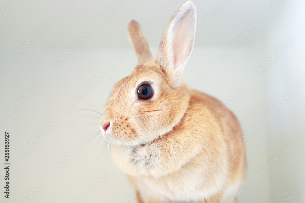 かわいいミニウサギ かわいいミニウサギ