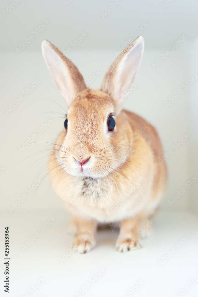 Obraz premium かわいいミニウサギ