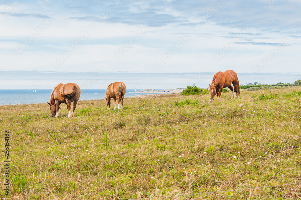 Horse grazing grass at Pointe Saint-Mathieu in Plougonvelin in Finistere