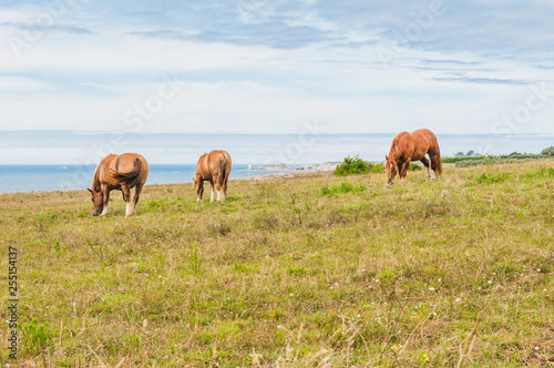 Horse grazing grass at Pointe Saint-Mathieu in Plougonvelin in Finistere © navarro raphael
