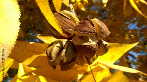 ripe hickory nuts surrounded by yellow leaves