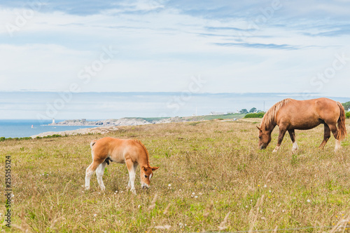 Horse grazing grass at Pointe Saint-Mathieu in Plougonvelin in Finistere