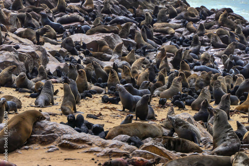 Cape Cross, Skeleton Coast, Namibia A colony of seals in a protected area along the coast. © Alexander