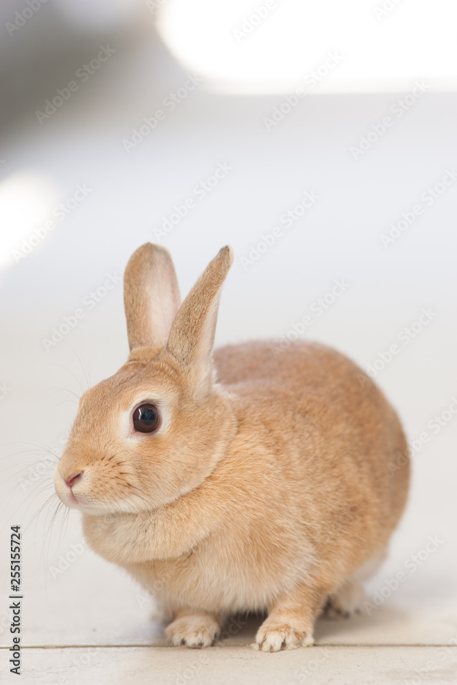 可愛いミニウサギの様子 可愛いミニウサギの様子