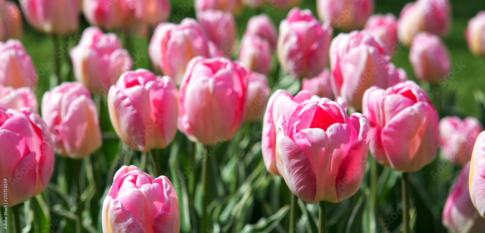 Close-up of white pink tulips. Easter background. Close-up of white pink tulips. Easter background.