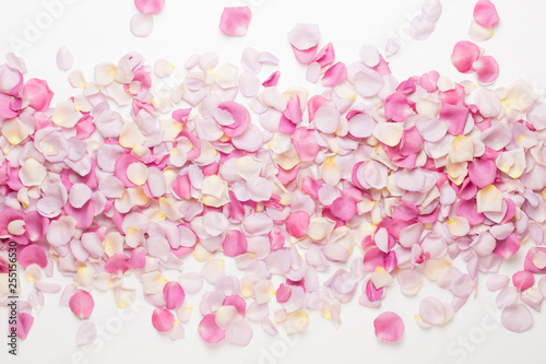 Pink rose flowers petals on white background. Flat lay, top view, copy space.