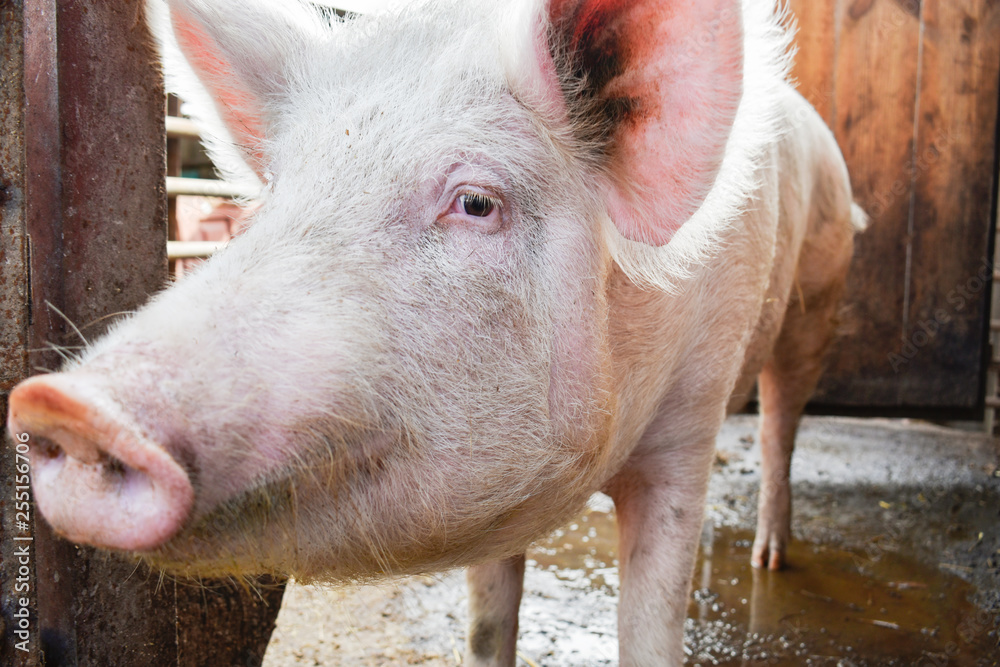 Fototapeta premium a pig on a farm looking at the camera lens