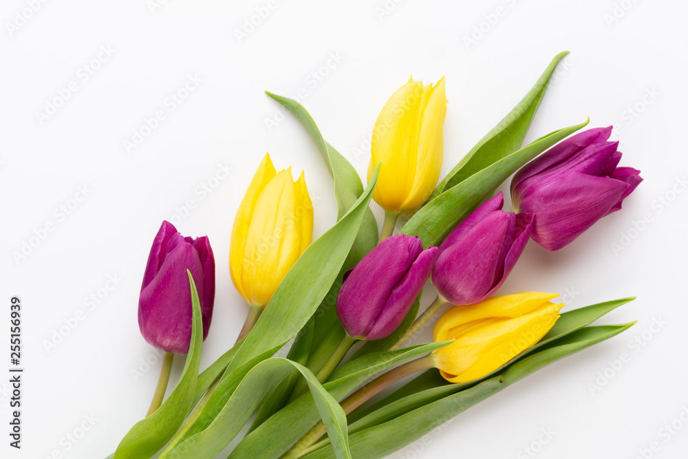Spring Pink tulips on white background. Spring Pink tulips on white background.