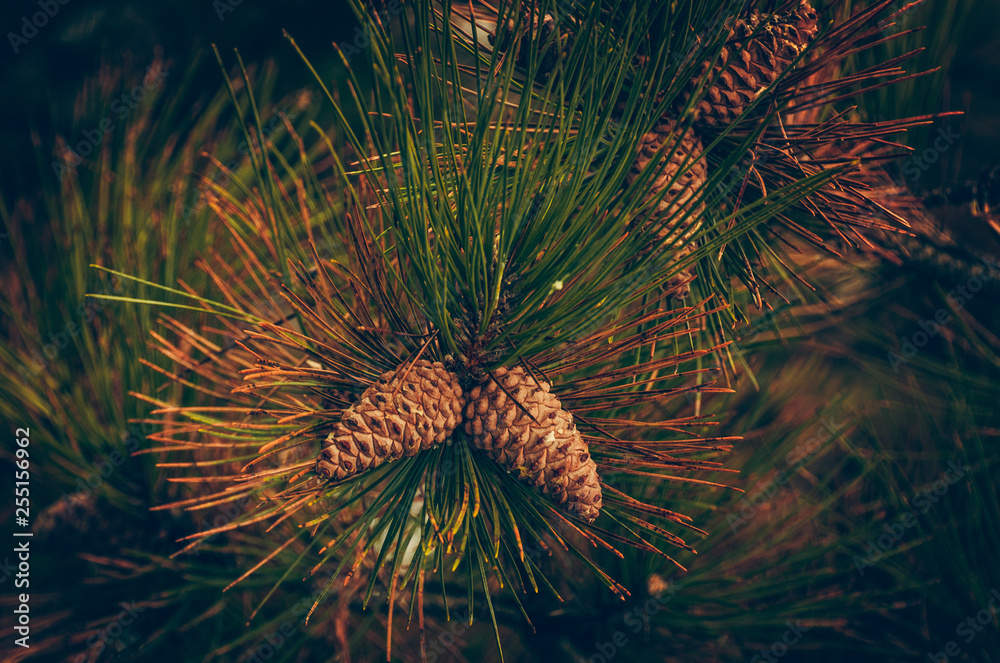 Pine and fir branch
