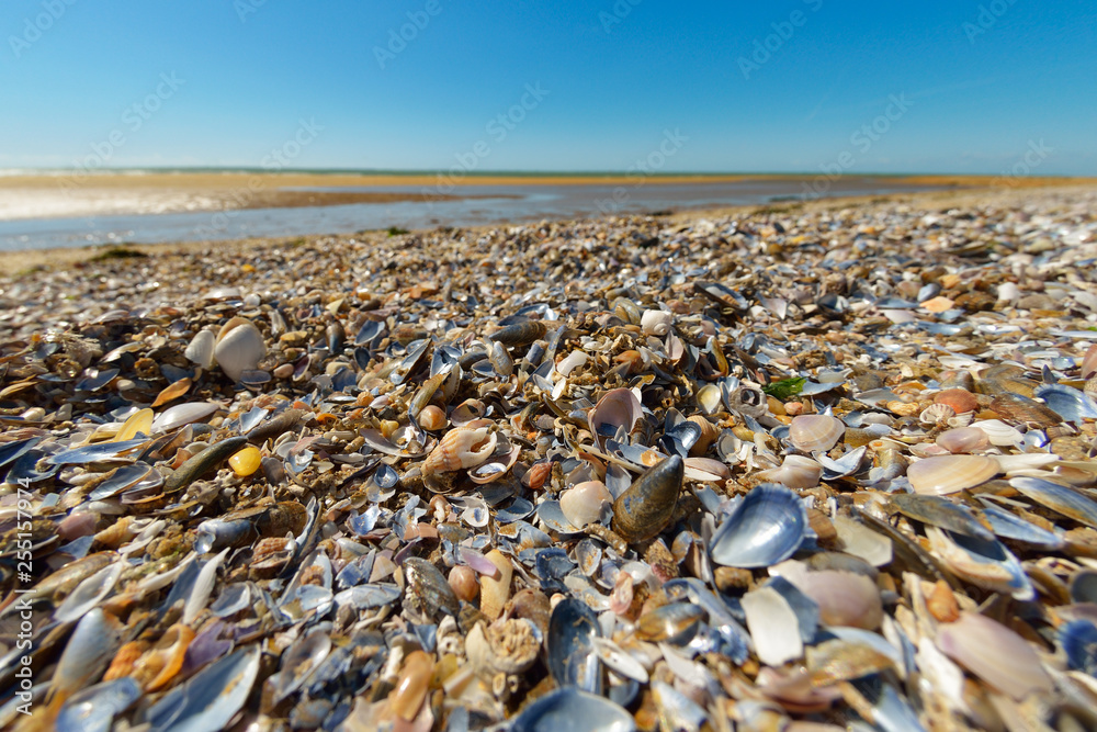 Impressive number of seashells rejected by waves from Atlantic ocean. Beach, blue sky in background. Souvenir vacation concept. Impressive number of seashells rejected by waves from Atlantic ocean. Beach, blue sky in background. Souvenir vacation concept.