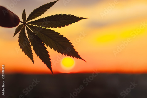 Concept of hemp lotion, cannabis leaf close up at sunset with blurred background with copy space. Cosmetics with cannabis CBD
