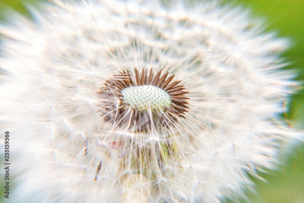 Fototapeta premium Dandelion seeds blowing in wind in summer field background. Change growth movement and direction concept. Inspirational natural floral spring or summer garden or park. Ecology nature landscape
