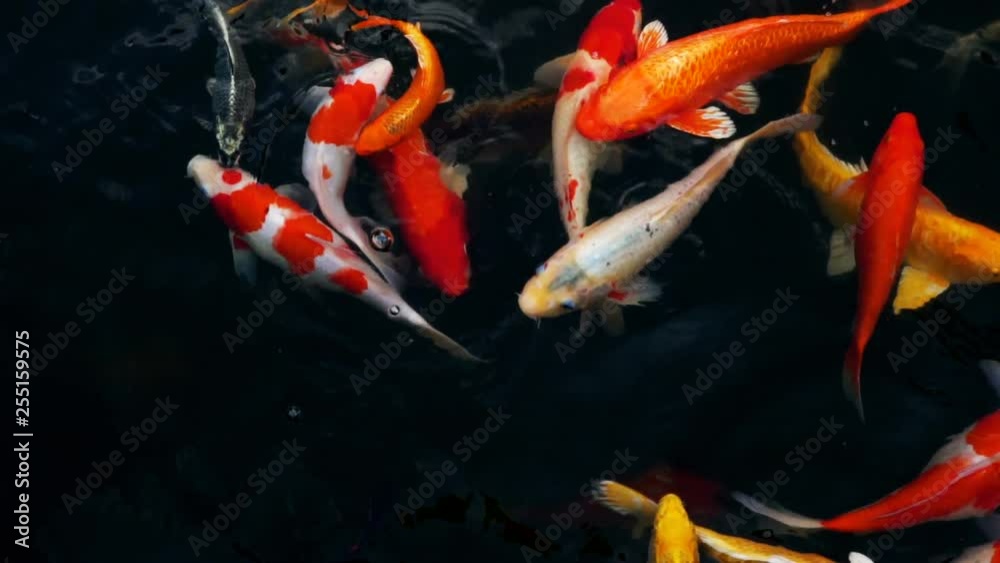 Beautiful colorful pet of koi carps fish or Mirror carp fishes swimming in the water, Fancy fish in the pond, slow motion shots