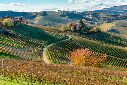 Vineyards in Langhe area, Piedmont, Italy... photo