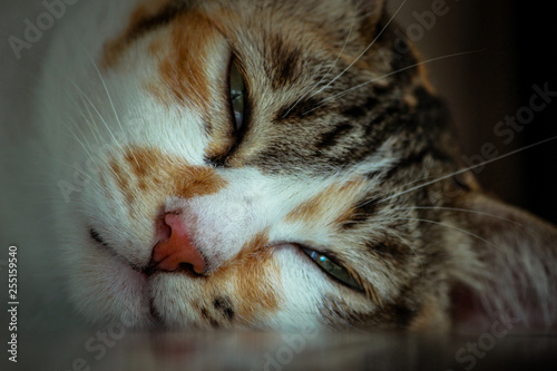 Close up of a cat tilting its head and its half-closed eyes. Shot with selective focus.