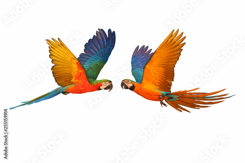 Colorful flying parrot isolated on white background.