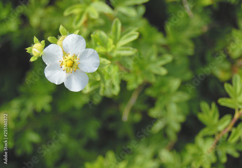 花　素材