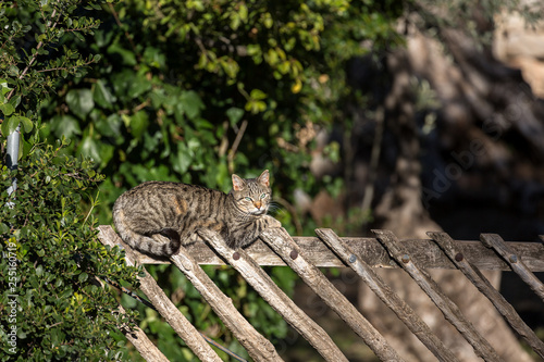 Eine Katze genießt die Mittagssonne auf einem Gartenzaun in Spanien © levelupart