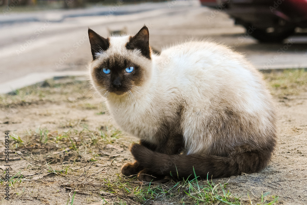 Siamese cat with blue eyes sitting on the street