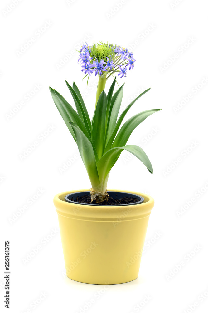 Portuguese squill (Scilla peruviana) flowerpot on white isolated background Portuguese squill (Scilla peruviana) flowerpot on white isolated background