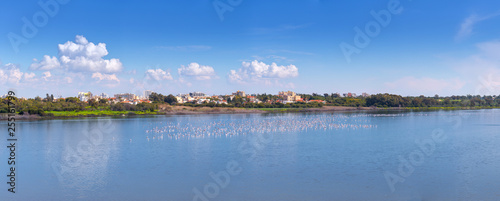 flock of birds pink flamingo on the salt lake in the city of Larnaca, Cyprus