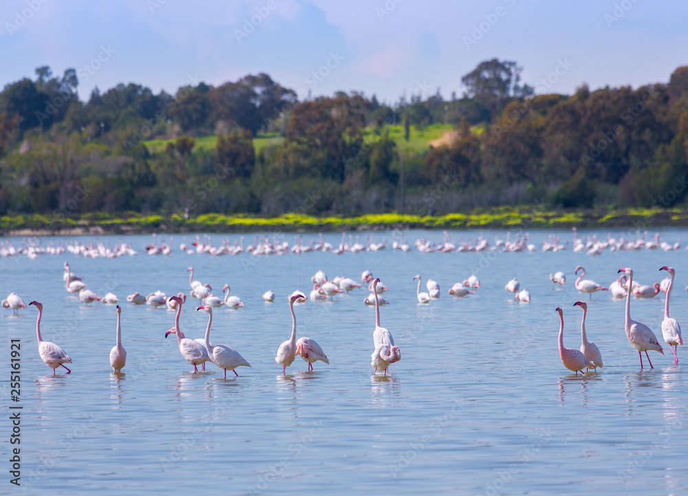 Obraz premium flock of birds pink flamingo on the salt lake in the city of Larnaca, Cyprus