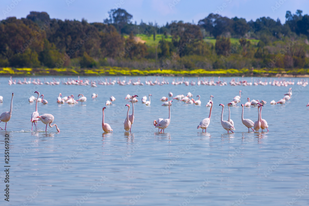 Naklejka premium flock of birds pink flamingo on the salt lake in the city of Larnaca, Cyprus