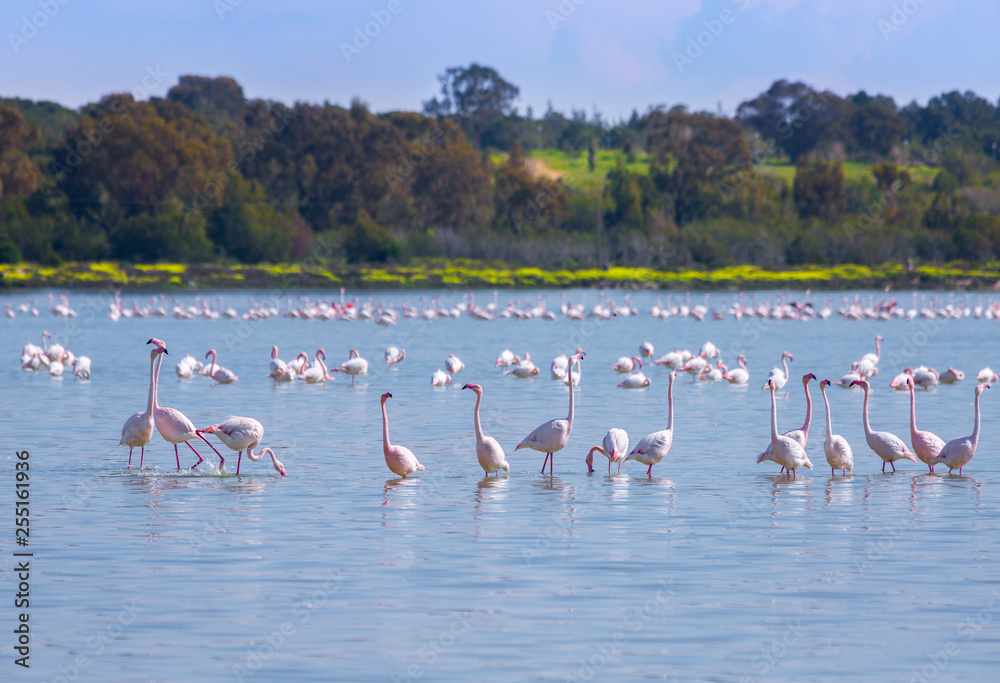 Fototapeta premium flock of birds pink flamingo on the salt lake in the city of Larnaca, Cyprus