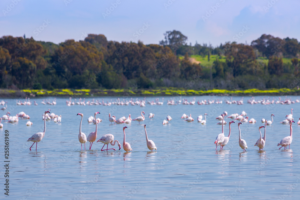 Naklejka premium flock of birds pink flamingo on the salt lake in the city of Larnaca, Cyprus