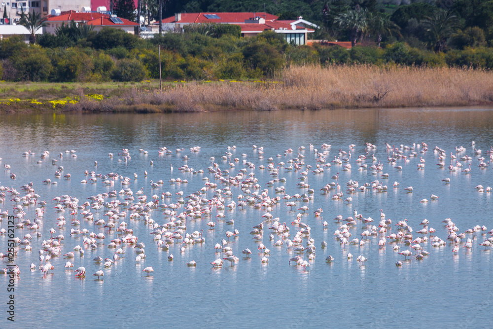Fototapeta premium flock of birds pink flamingo on the salt lake in the city of Larnaca, Cyprus